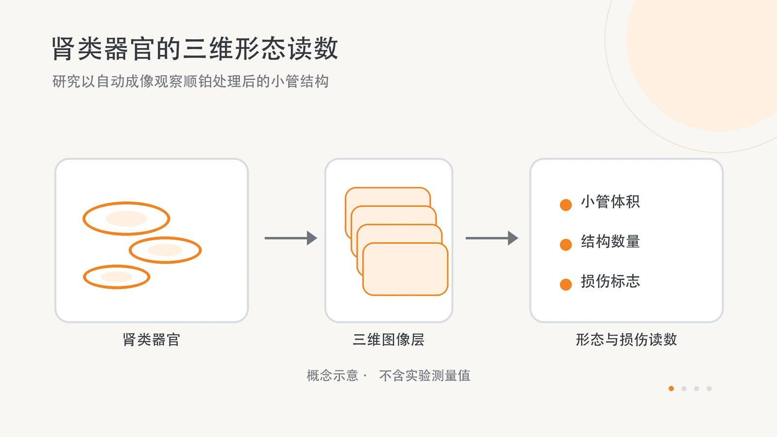 原创横版图，示意肾类器官经三维成像后量化小管体积、结构数量与损伤标志。