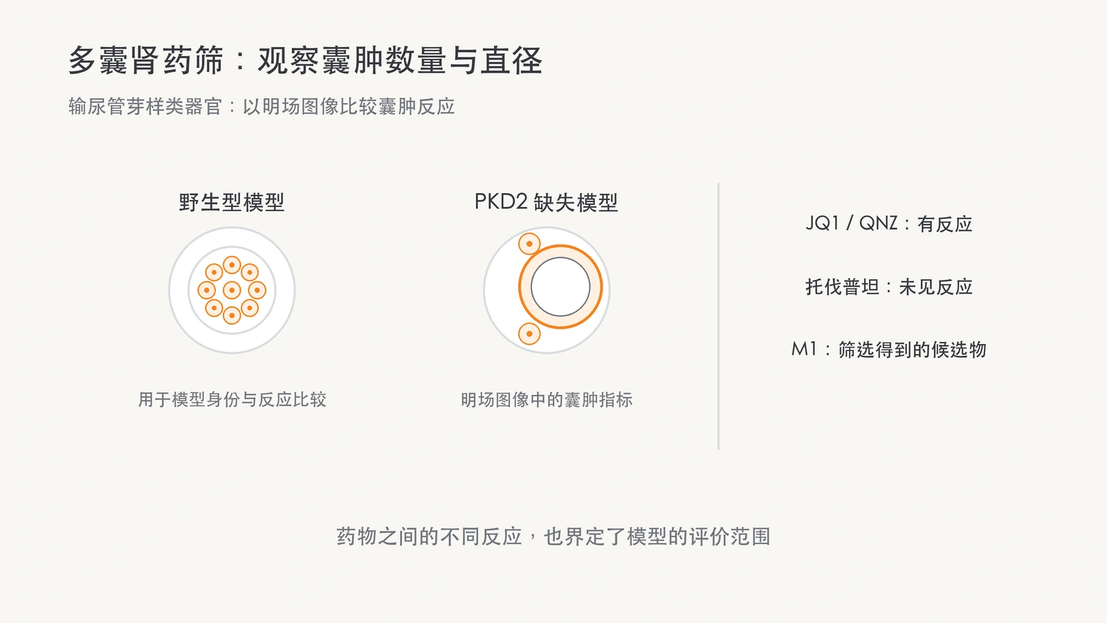 野生型与 PKD2 缺失模型的非数据示意，旁列参考药有反应、托伐普坦未见反应和候选 M1。