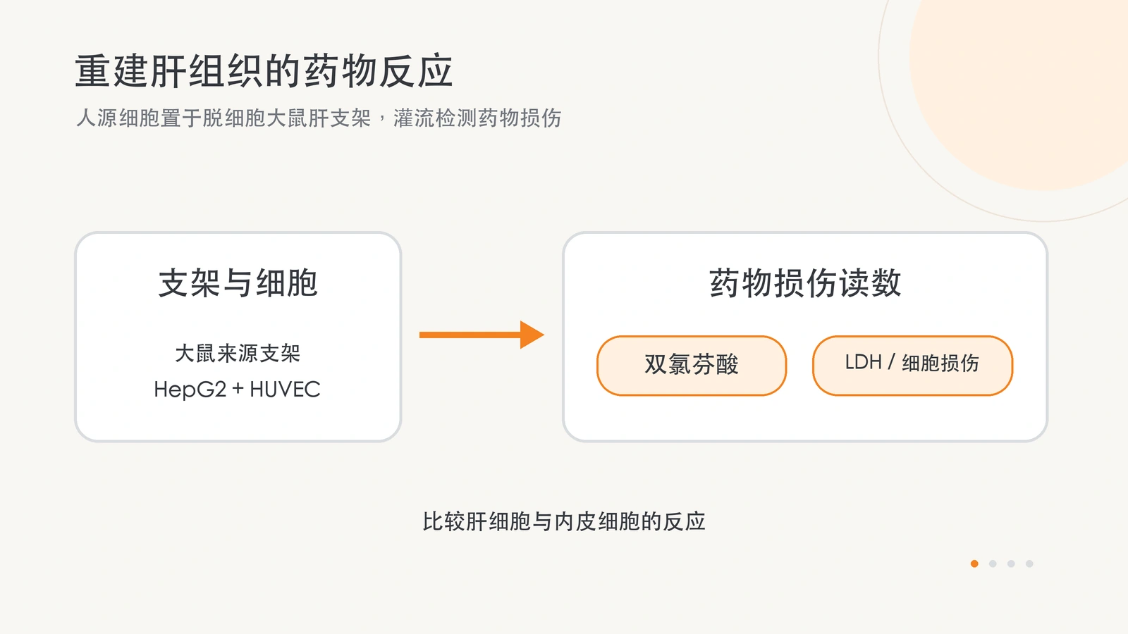 原创横版示意图：大鼠脱细胞肝支架接种 HepG2 和 HUVEC，人源细胞接受双氯芬酸处理并记录 LDH 与细胞损伤。