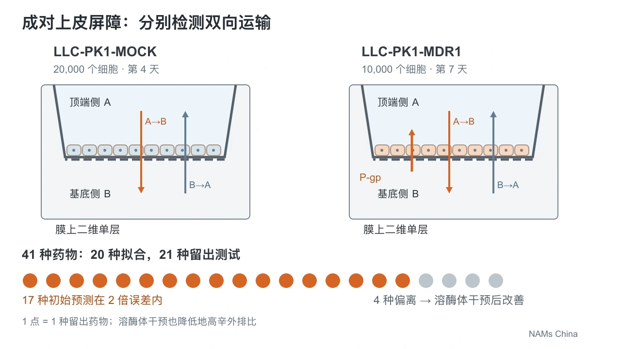 横版独立示意图画出 MOCK 与 MDR1 的 Transwell 单层、双向运输和 P-gp 返回方向,下方按 17 种和 4 种药物计数呈现 21 种留出药物的初始测试与后续干预。