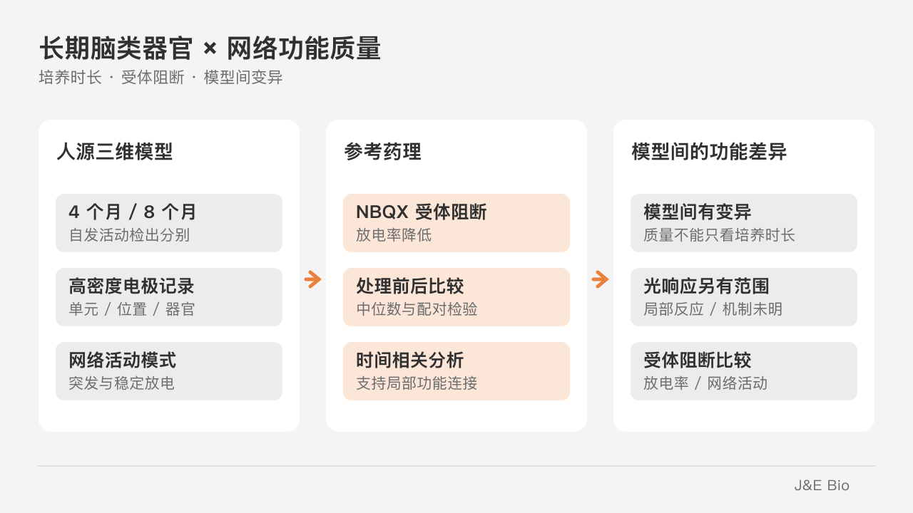 人脑类器官培养时长、NBQX 参考药理与局部网络功能分别评价。原创概念示意,非原始实验图。