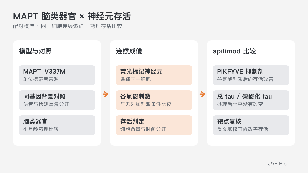 MAPT 突变脑类器官与同基因背景对照,通过连续成像比较谷氨酸刺激及 apilimod 处理后的神经元存活。原创概念示意,非原始细胞或实验数据。