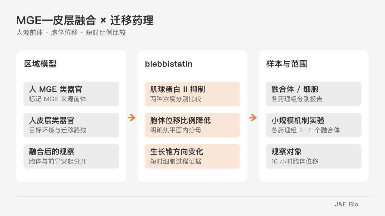 人 MGE—皮层融合模型中用 blebbistatin 比较胞体位移比例与前导突起方向。原创概念示意,非原始实验图。