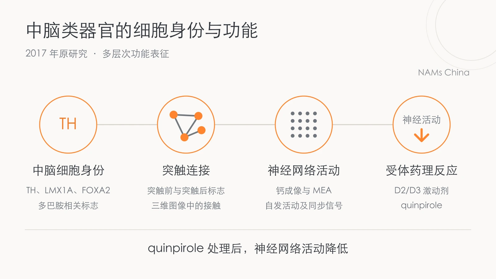 四项功能表征包括中脑细胞标志、突触连接、钙成像和 MEA 活动,以及 quinpirole 引起神经活动降低。