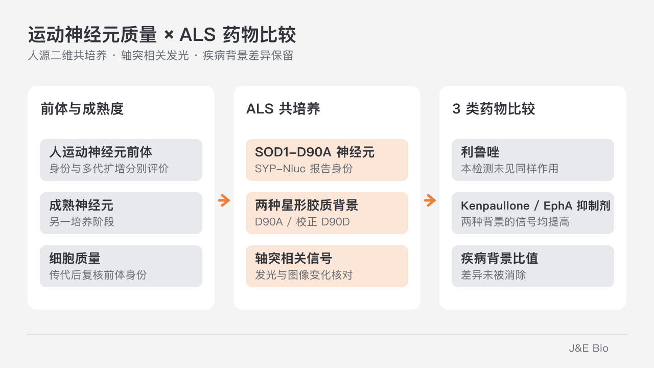 人运动神经元前体的身份与扩增质量,衔接 ALS 神经元和不同星形胶质背景的共培养药物比较;信号提高与疾病背景差异分开判断。原创概念示意,非原始实验图。