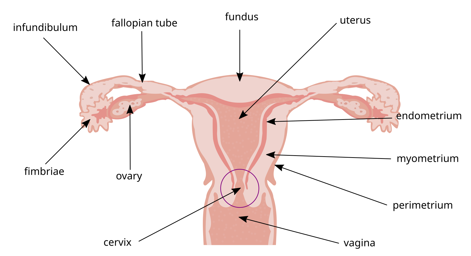 女性生殖系统解剖示意，圆圈标出宫颈位置。