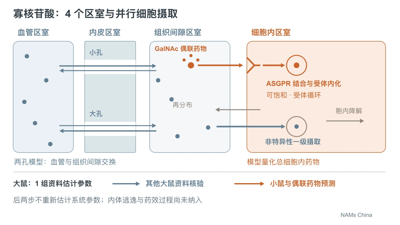独立绘制的寡核苷酸 4 区室示意:大小孔交换、并行细胞摄取,以及大鼠建模、核验与小鼠预测的关系。