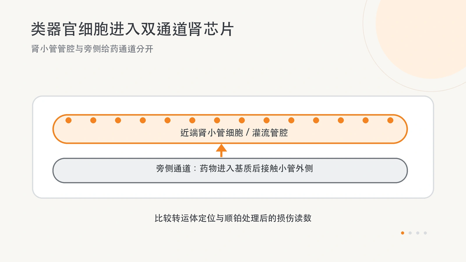 原创横版示意:肾类器官来源细胞构成灌流小管,旁侧通道使顺铂从小管外侧接触细胞。