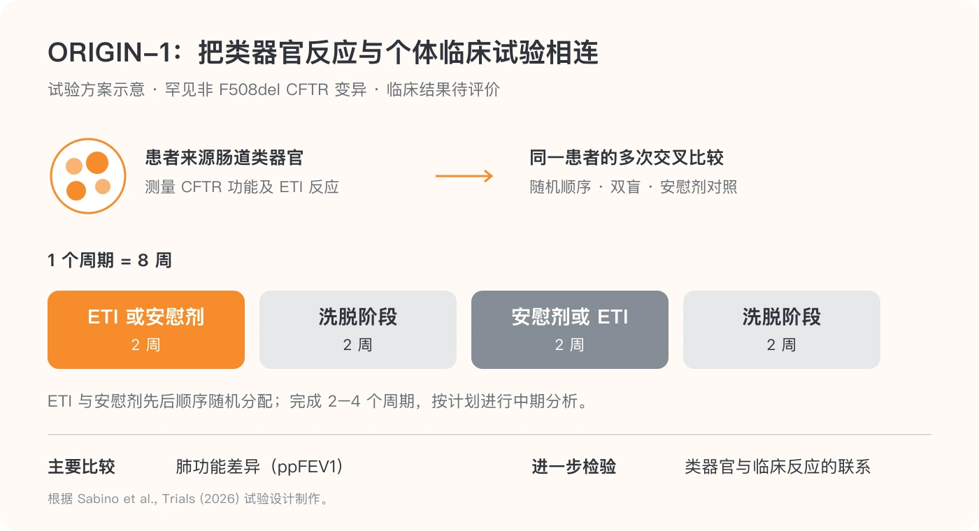 ORIGIN-1 的类器官药物反应检测与同一患者交叉试验设计。