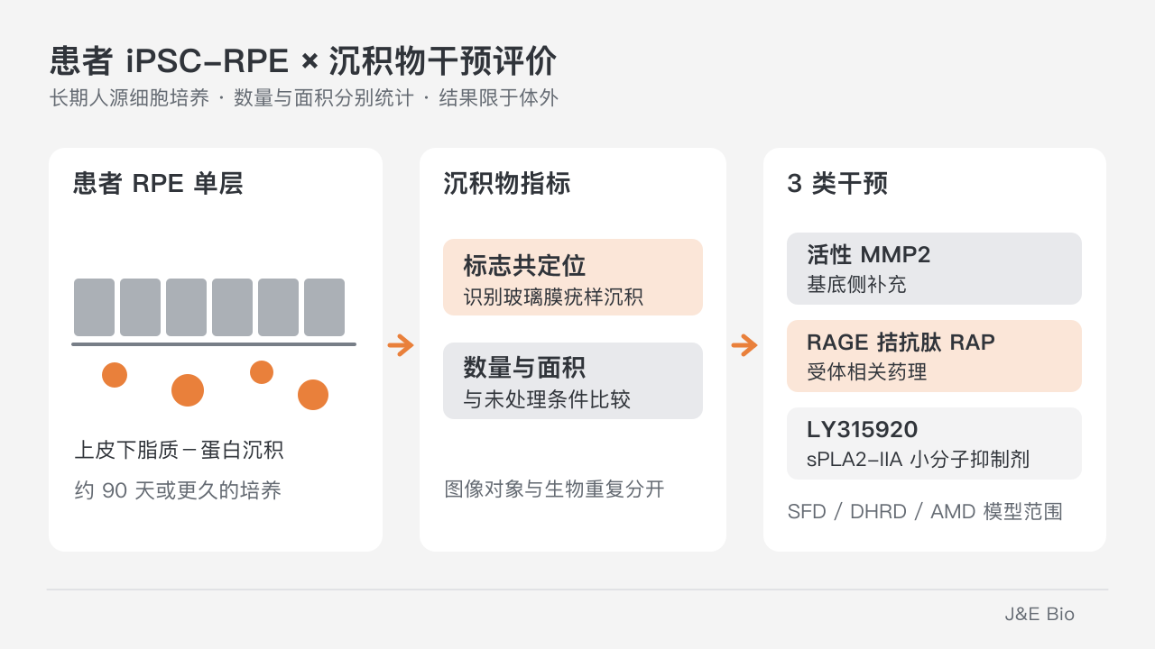 患者 iPSC-RPE 长期培养后,以共定位沉积物的数量和面积比较活性 MMP2、RAGE 拮抗肽 RAP 与 LY315920。原创概念示意,非原始组织或实验图。