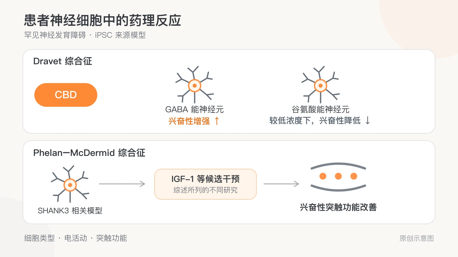 原创示意图分别显示 Dravet 细胞模型中 CBD 对 GABA 能与谷氨酸能神经元兴奋性的不同影响，以及 PMDS 模型中候选干预后的兴奋性突触功能改善。