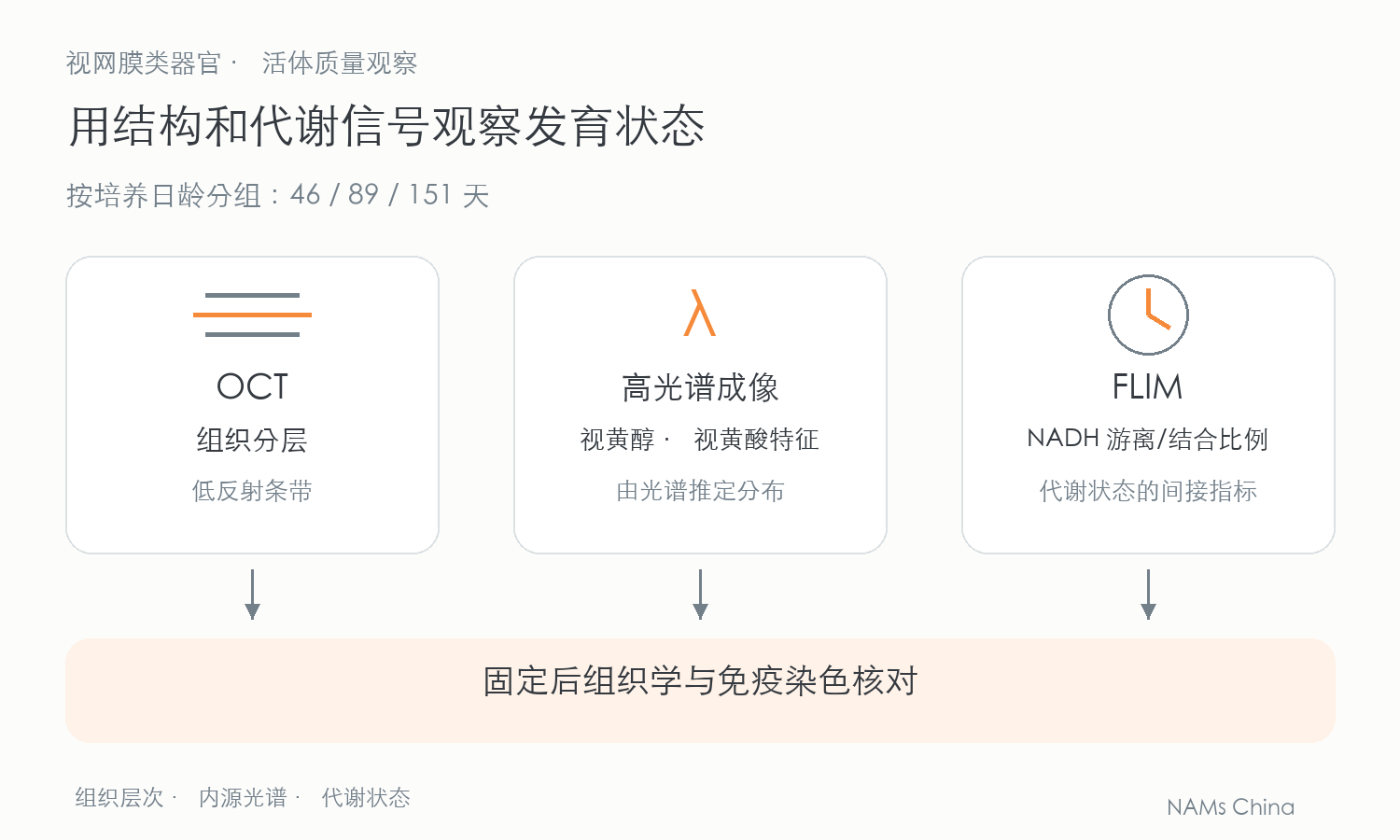 OCT 观察组织层次，高光谱成像推定视黄醇和视黄酸信号分布，FLIM 观察 NADH 状态；三类观察与固定后的组织学及免疫染色对应。