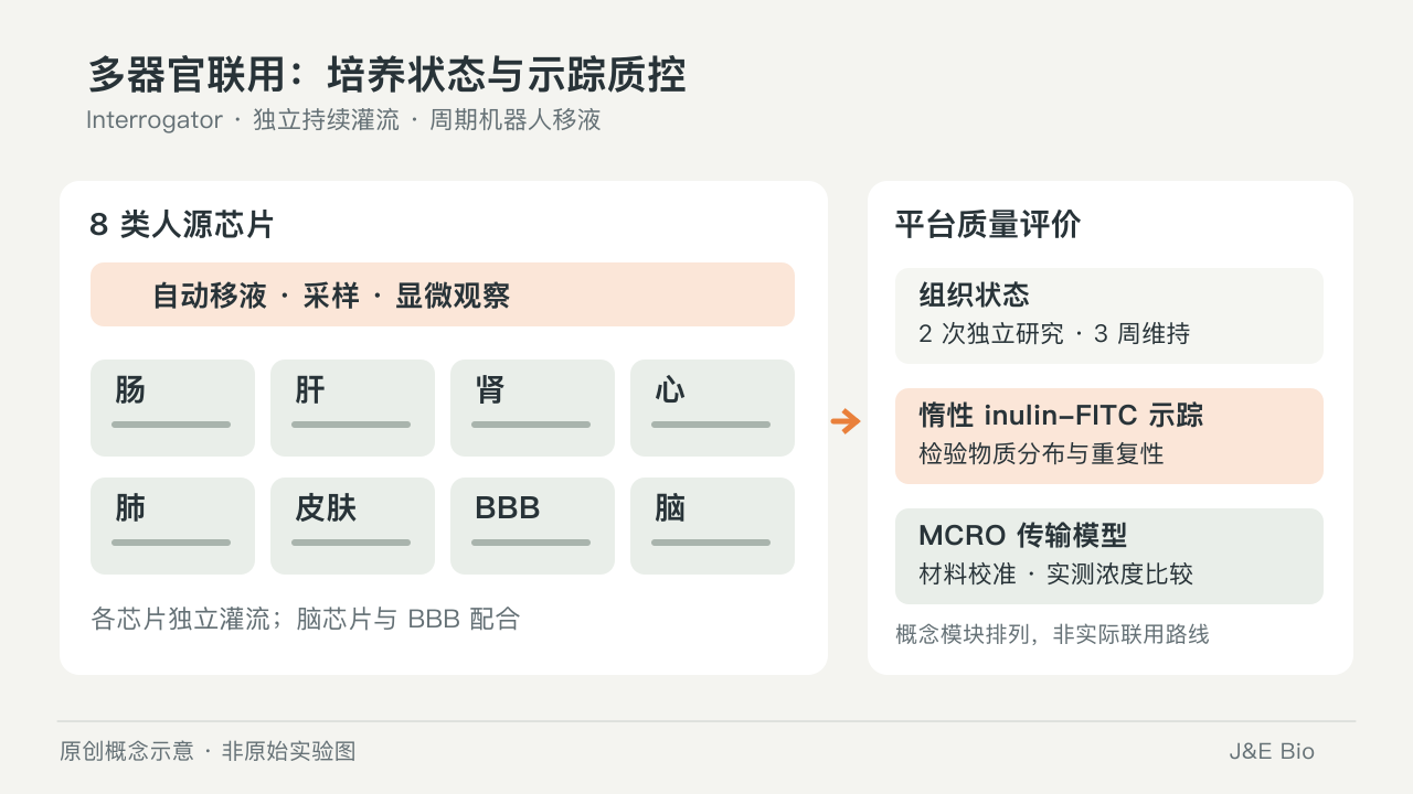 8 类人源芯片通过自动移液联用,并以组织状态、惰性示踪与 MCRO 计算检查平台质量