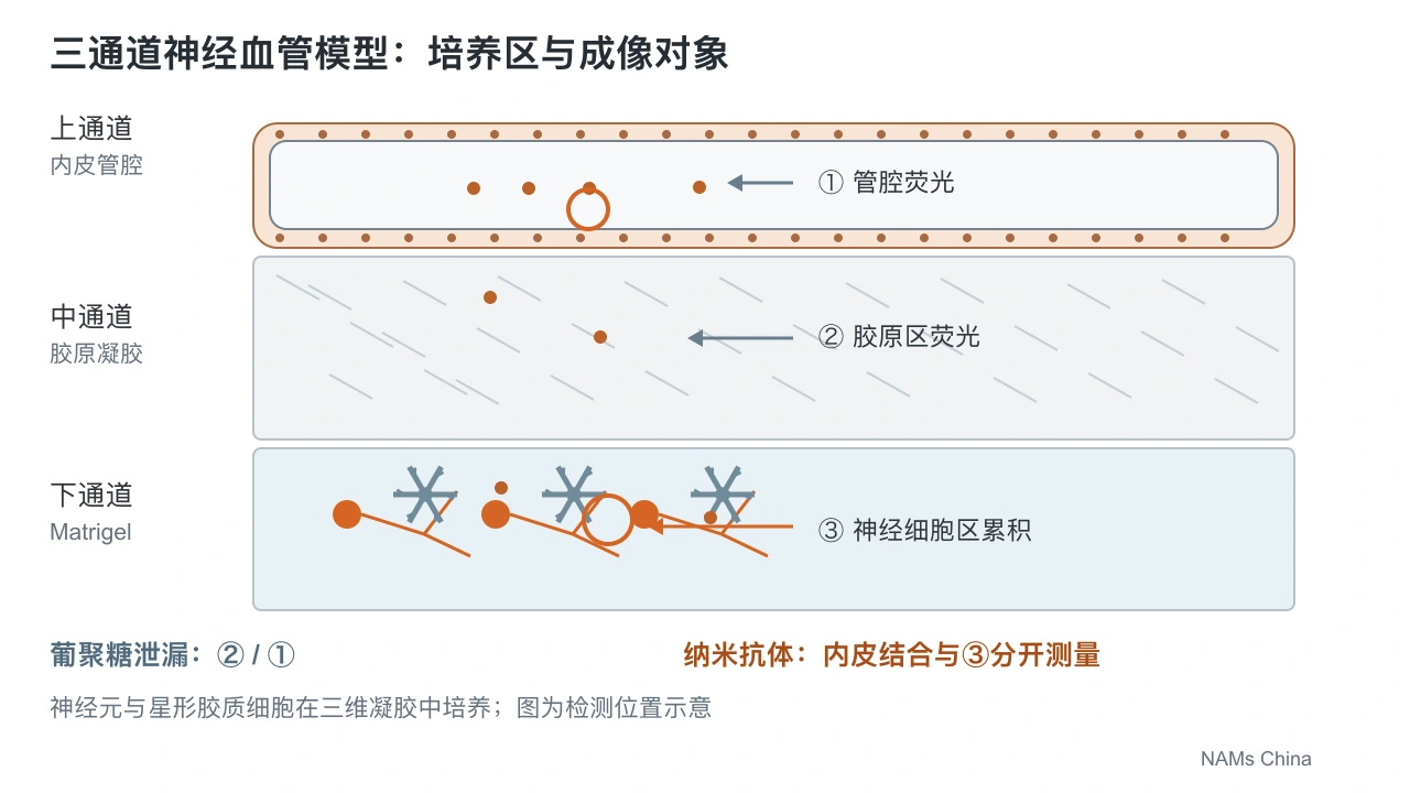 横版独立示意图显示上方内皮管腔、中间胶原凝胶、下方神经元和星形胶质细胞所在的 Matrigel 区，标出葡聚糖泄漏的管腔/凝胶荧光比较及纳米抗体在内皮与神经细胞区的成像位置。