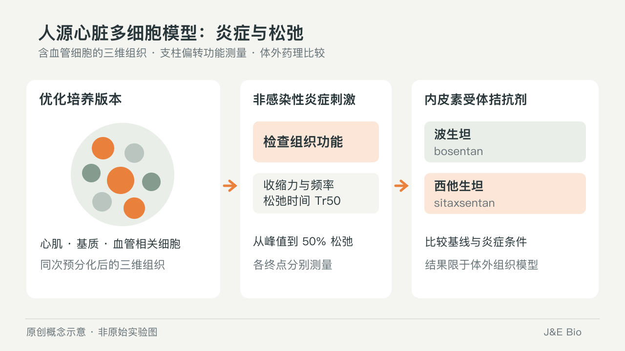 含血管细胞心脏三维组织的炎症功能测量及两种内皮素拮抗剂比较