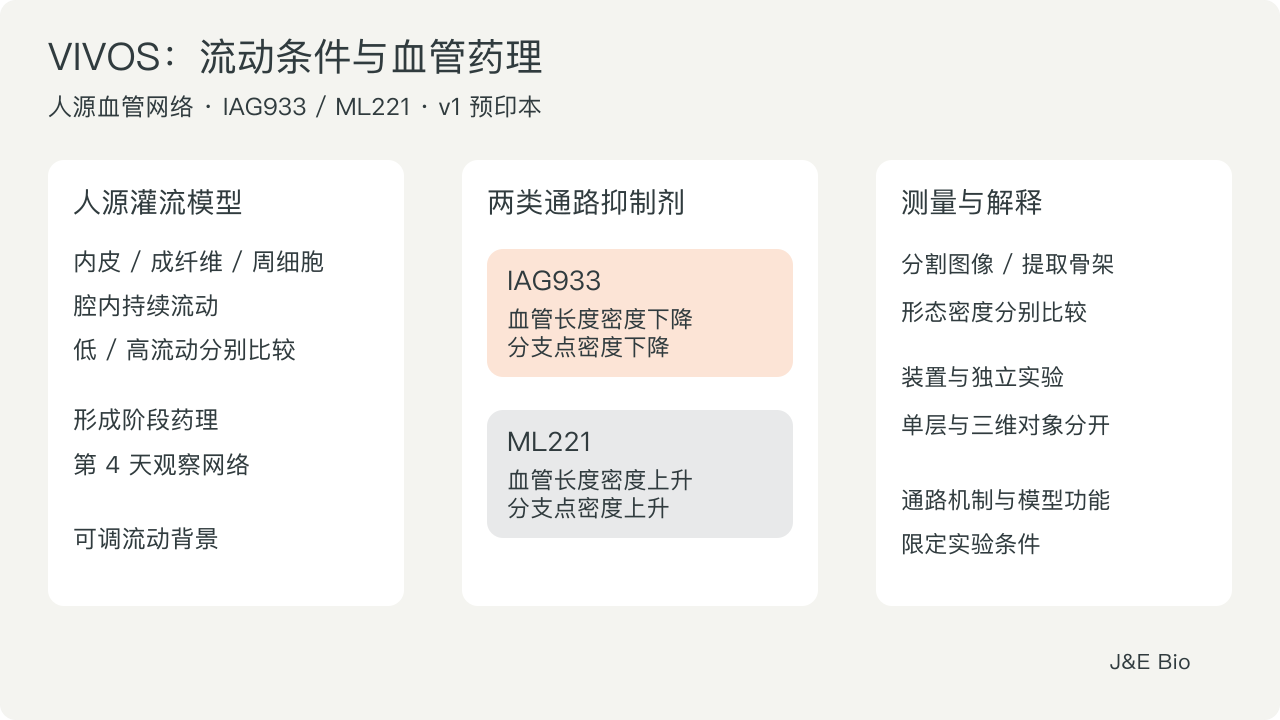 人源灌流血管网络在不同流动条件下比较 IAG933 与 ML221 反应。原创概念图说明实验对象和形态评价。(J&E Bio)